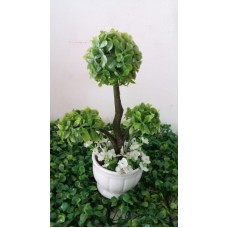 Árvore Bonsai com vasinho